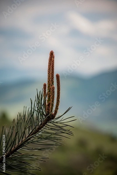 Fototapeta cactus in desert