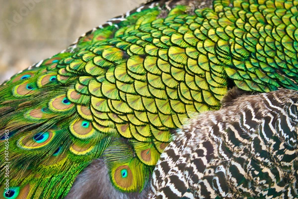 Fototapeta Close-up of colorful peacock feathers with shimmering shades of green and blue. Natural patterns, texture and exoticism in a fascinating close-up.