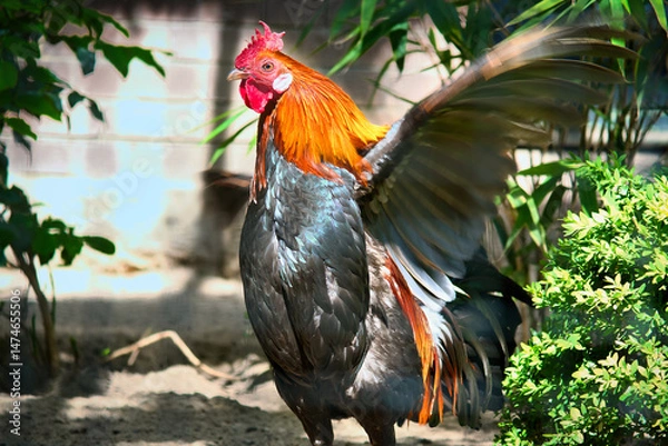 Fototapeta Colorful rooster, with outstretched wings, surrounded by green plants and shade.