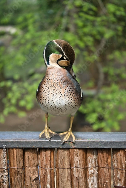 Fototapeta A colorful hen duck stands on a fence and turns its head to the side. Bird photo