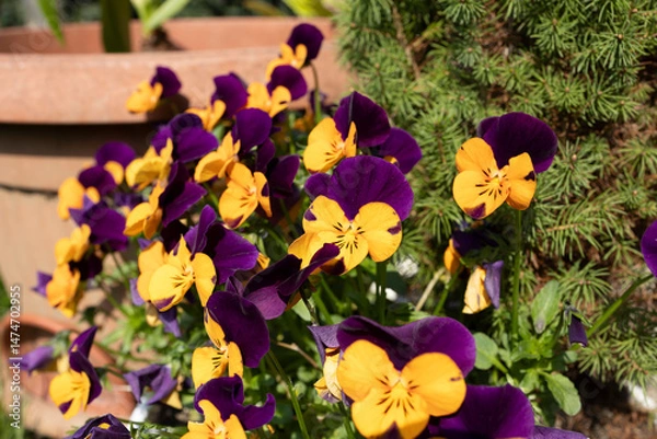 Obraz The start of spring.
Little flower called "viola" flowering in early spring, with double colors.
