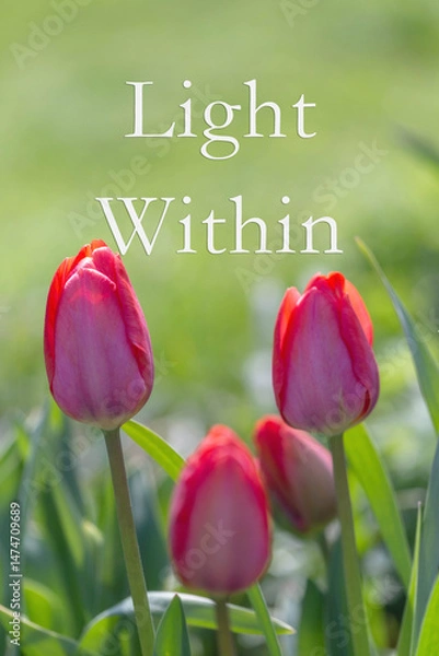 Fototapeta Red tulips in sunlight, soft green blurred background, vertical format, inspiring floral poster with elegant serif text Light Within, nature concept for wellness, branding, print design