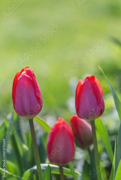 Fototapeta Red tulips with green leaves, soft sunlight, blurred green background, vertical spring floral photo, ideal for banner, packaging, greeting card, branding, web design, seasonal visual content