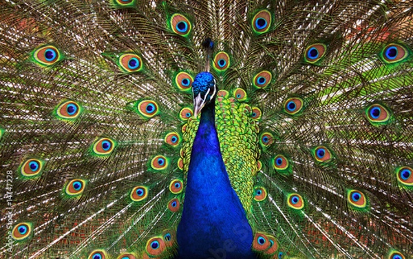 Fototapeta the peacock