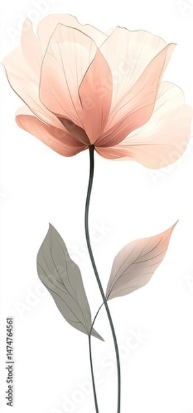 Fototapeta Delicate, translucent flower with soft, pastel colors and elegant lines.  Pale peach flower with translucent petals, light gray leaves, and a slender stem