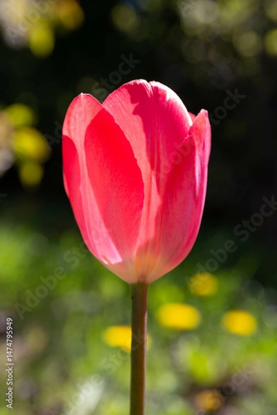 Fototapeta Van Eijk tulip in full bloom, close up, bright pink petals with sunlight, green bokeh background, ideal for gardening packaging, flower catalog, spring bulb label design