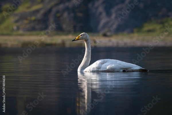 Fototapeta Whooper swan (Cygnus cygnus) swimming on a spring morning, Glencoe, Scotland.