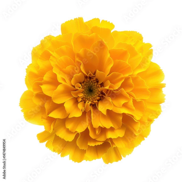 Fototapeta Single yellow marigold flower in top-down view, Isolated Transparent Background