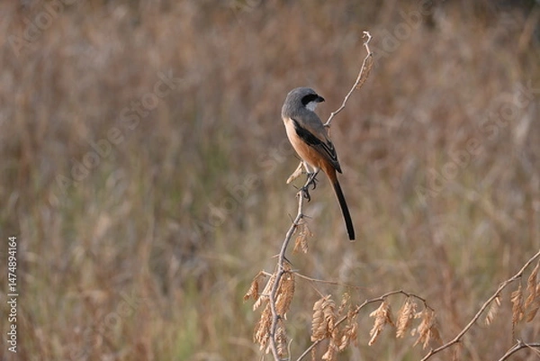 Obraz A beautiful long tailed shrike bird is seen perched on a dry twig