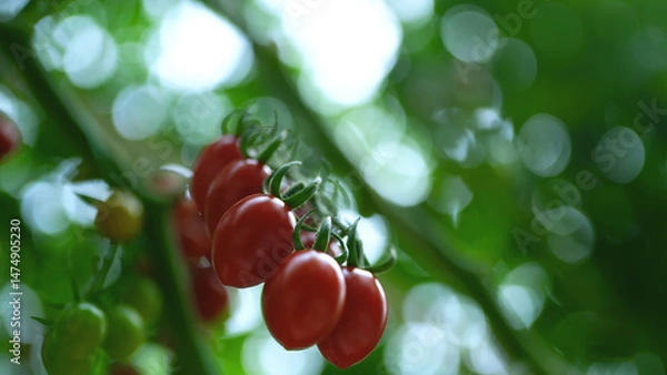 Fototapeta A selective focus close-up of ripe Roma cherry tomatoes hanging on the vine, symbolizing freshness, organic farming, and natural growth.