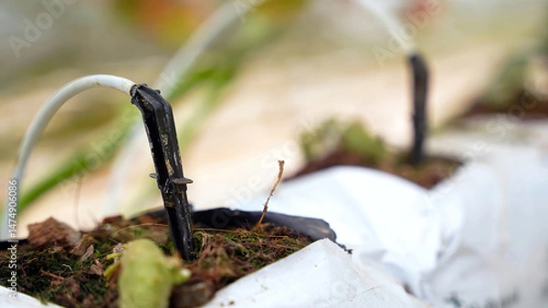 Fototapeta Close-up of a drip irrigation system in a greenhouse, showing precise watering of plants with tubing and drip emitters, promoting sustainable and efficient agriculture.