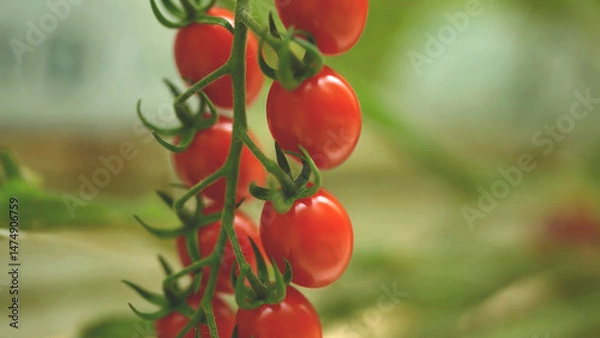 Fototapeta Close-up of vibrant red cherry tomatoes growing on the vine in a greenhouse, symbolizing organic farming, freshness, and healthy nutrition.