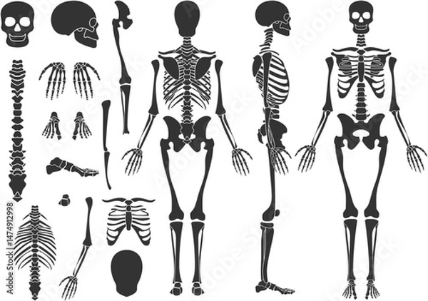Fototapeta skeleton drawing vector design