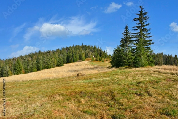 Obraz Autumn hills,l yellow grass and trees with blue sky and sunlight, Gorce mountains, Poland