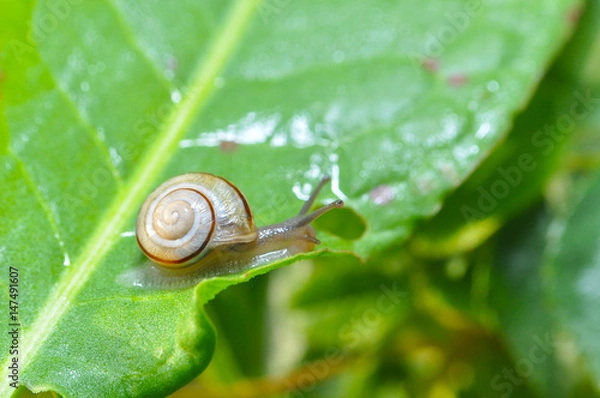 Fototapeta Little snail crawling on green leaf in garden in morning. Snail in the natural wetland habitats