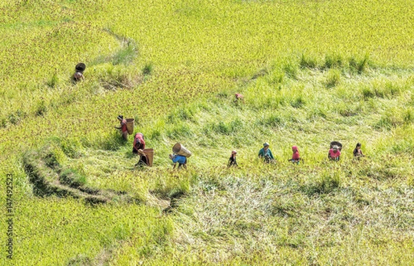 Fototapeta The harvest in the Himalayas - Nepal