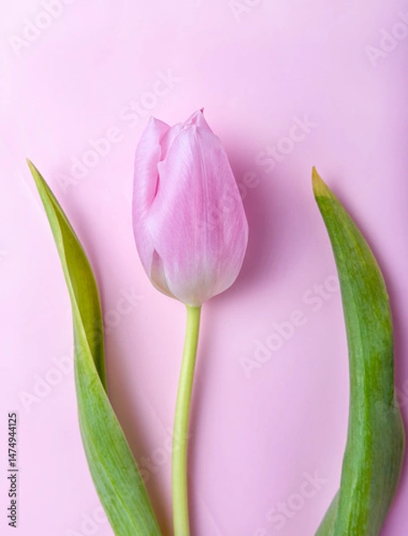 Obraz one tulip on pink background, close-up, copy space