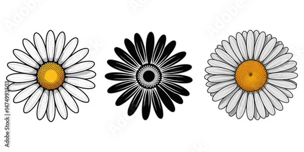 Obraz Engraving of Daisy, Daisy flower vector illustration, Spring Flower Icon, Daisy illustration flower simple vector, Pink flower illustration floral daisy vector, Common daisy blossom isolated on white 