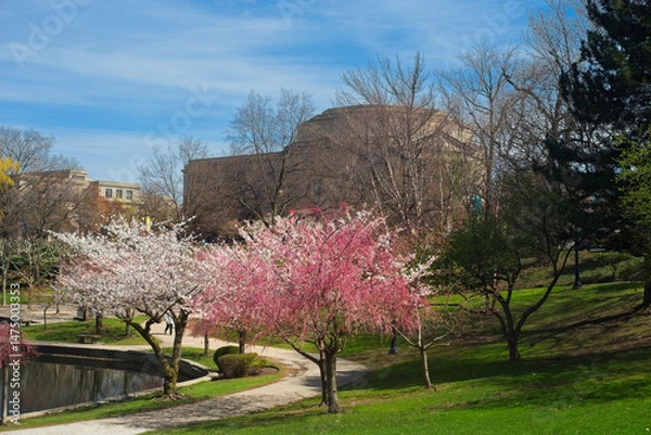 Fototapeta Flowering cherry trees straddle the walkway at the southern end of Wade Lagoon in the University Circle district of Cleveland, Ohio.