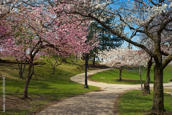 Fototapeta Pink and white cherry blossoms shelter a walkway at Wade Lagoon in the University Circle district of Cleveland Ohio on a sunny spring morning.