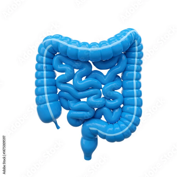Fototapeta 3D rendering of human intestines. Detailed anatomical model of digestive system. 3d rendering isolated on white background. Cartoon plastic style