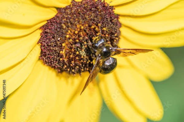 Fototapeta ひまわりに訪れたハチ
