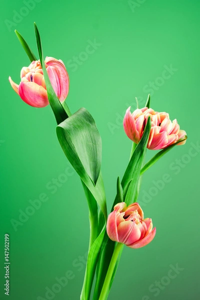 Obraz Spring tulip flower bouquet on a green background