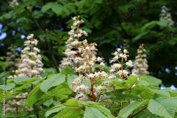 Fototapeta Chestnut (Aesculus hippocastanum, bitter chestnut) blooms in nature in spring