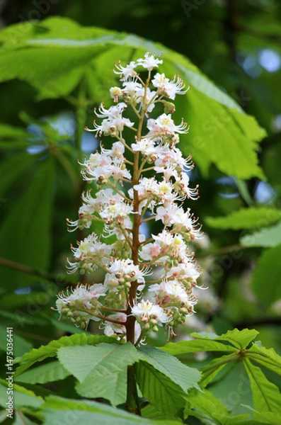 Fototapeta Chestnut (Aesculus hippocastanum, bitter chestnut) blooms in nature in spring