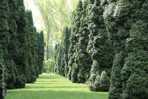 Fototapeta Thuja western (Thuja occidentalis) is used in landscape design