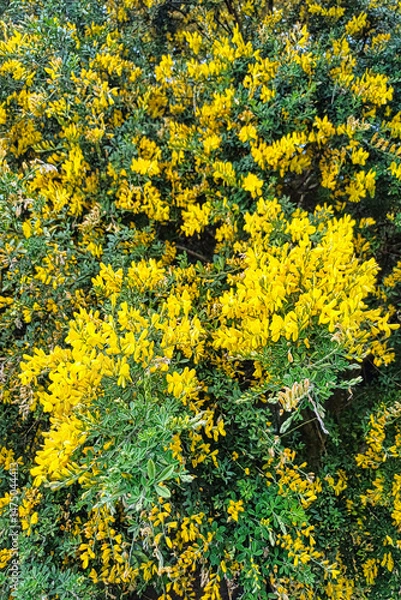 Obraz arbrisseau de genêts