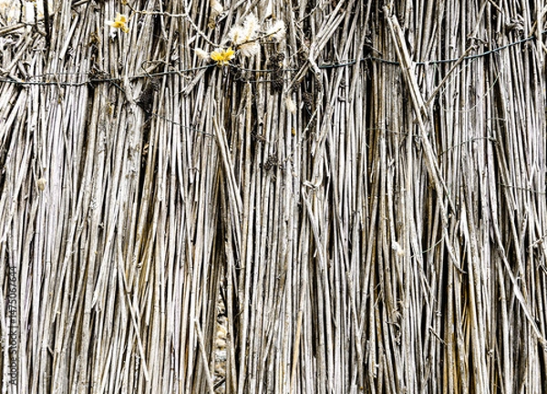 Fototapeta A reed fence closeup background