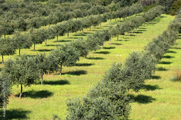 Obraz oliveraie