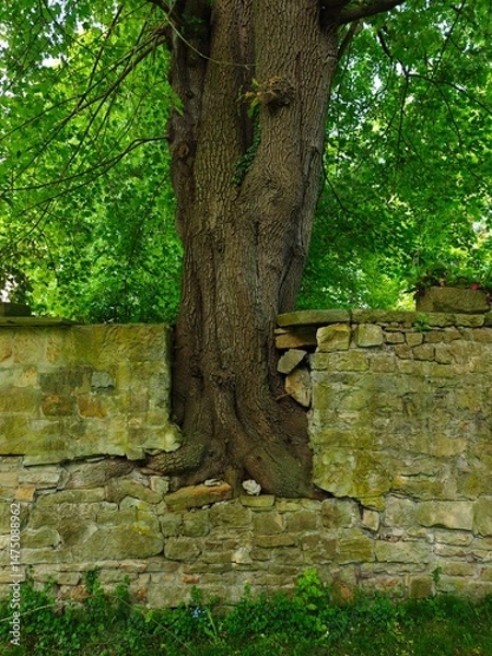 Fototapeta In Mauer eingewachsener Baum