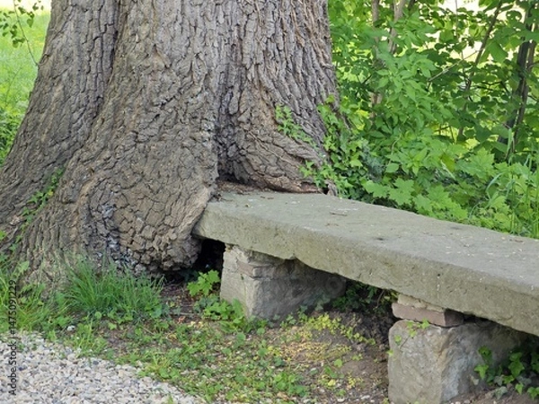 Fototapeta In Baum eingewachsene Steinbank