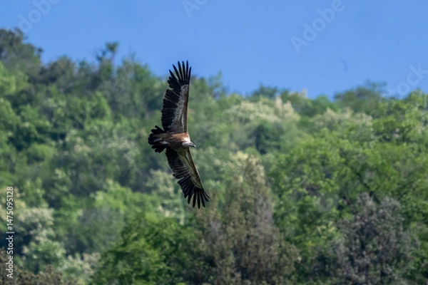 Obraz Grifone (Gyps fulvus)
