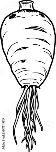 Fototapeta Detailed Illustration Of A Single Parsnip Root Vegetable