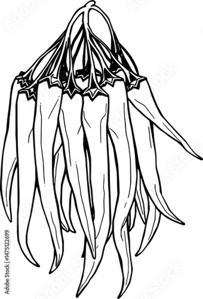 Fototapeta Bunch of Fresh Green Chili Peppers Hanging Down