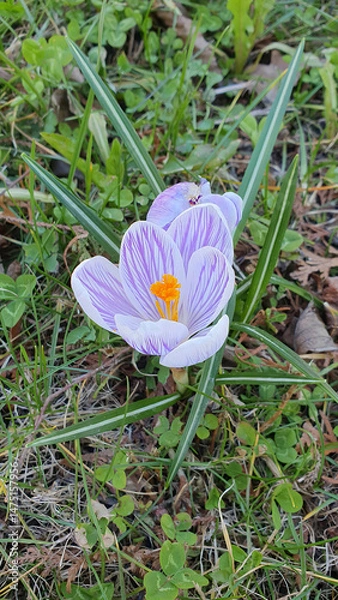 Fototapeta Closeup of early blooming springtime flower - white and purple striped blooms of Crocus vernus or Spring crocus or Saffron flowering among spring grass. Beautiful natural background, vertical shot.