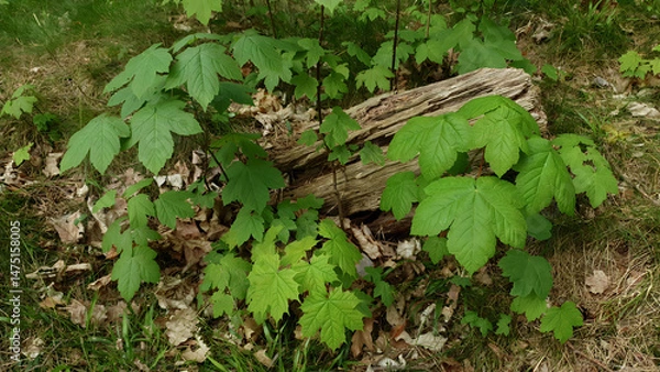 Fototapeta Closeup young sprouts of Maple tree and Acer pseudoplatanus with fresh green leaves on branch in deciduous forest at spring day. No people beautiful springtime natural background.
