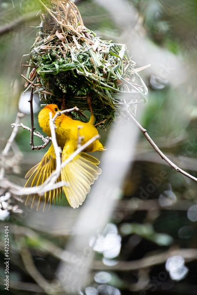 Fototapeta Beautiful ploceus castaneiceps, yellow bird, builds a nest on the branches of a tree.