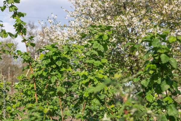 Fototapeta Seedling and green leafs of raspberry in vegetable garden. Bushes of rubus the rosaceae family growth on organic farm. Large fruited plant of berry crops blackberry in horticulture. Raspberry patch.
