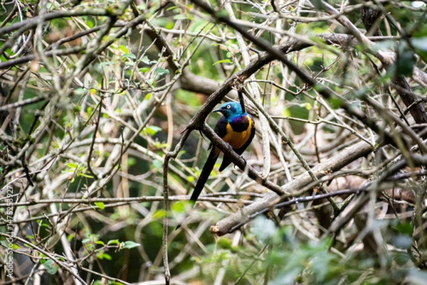 Fototapeta Beautiful pinto starling perched in the branches of a tree