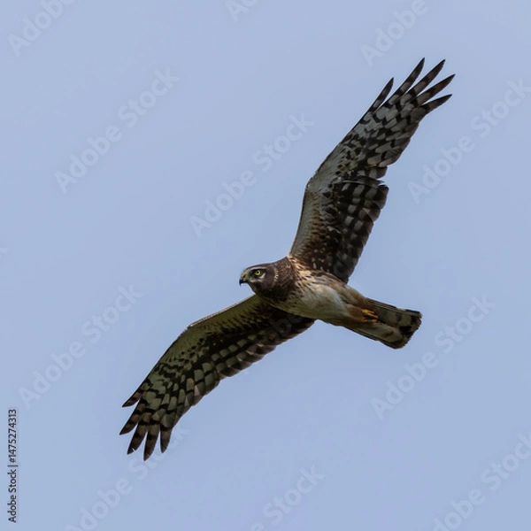 Obraz Close up of red-tailed hawk soaring with outstretched wings in the beautiful blue afternoon sky.