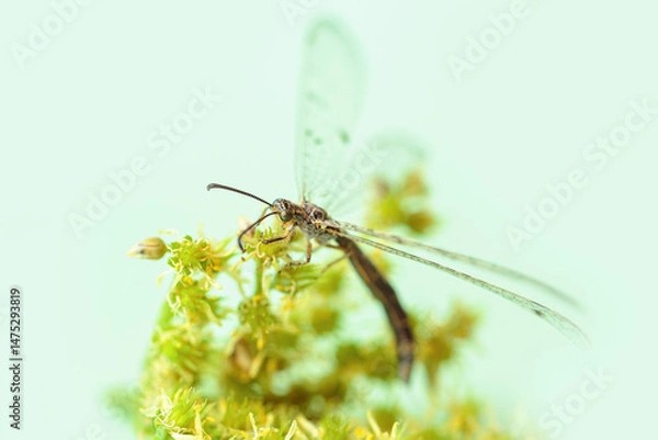 Fototapeta A dragonfly perches gracefully on a yellow-green flower, framed by a light green background. The soft lighting and delicate balance highlight the peacefulness of nature in this macro shot.