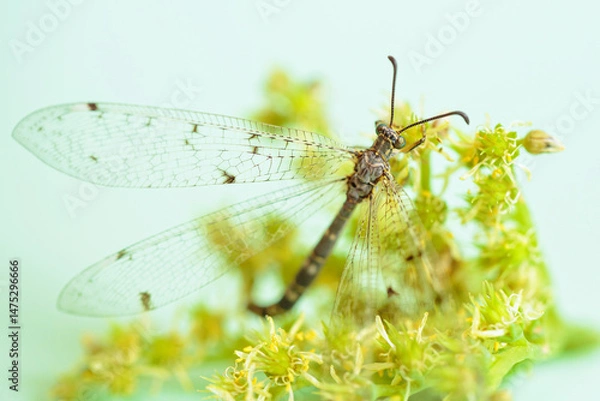Fototapeta A dragonfly rests on a yellow-green bloom, perfectly framed by a soft green background. This macro shot emphasizes the dragonflys fragility and its peaceful connection with the natural world.