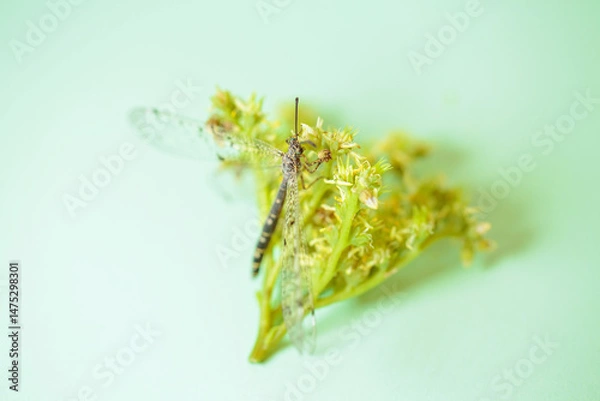 Fototapeta A dragonfly perches on a bright yellow-green flower, bathed in natural light with a soft green background. This macro photograph captures the beauty and fragility of the natural world.