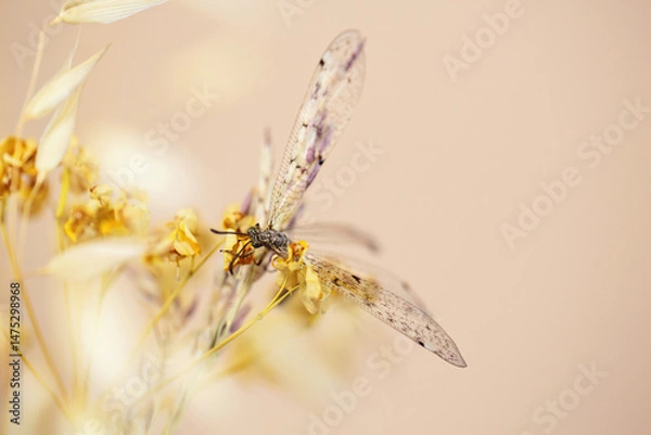 Fototapeta A dragonfly in repose on a dry flower, representing the fragile harmony of nature on a soft beige background.