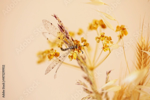 Fototapeta A detailed shot of a dragonfly sitting on a dry bloom, highlighting the delicate beauty of wildlife in harmony with a soft, neutral backdrop.