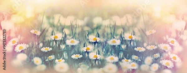 Obraz Daisy flower, selective and soft focus on daisies flowers, beautiful nature in spring, colorful background, spring flower background